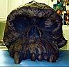 The Skull of the Daemon Rumphapithecus #10