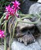 The Skull of the Daemon Rumphapithecus #17