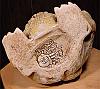 Stone-throwing Ogre Tankard #6