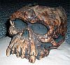 The Skull of the Daemon Rumphapithecus #13