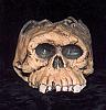 The Skull of the Daemon Rumphapithecus #9